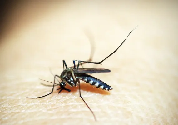 Entenda por que hemorragia não é o principal sintoma da dengue grave