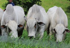 Leilão Mega Touros abre a estação de monta em Alagoas