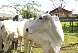 Agro Feira IBC movimenta quase R$ 1 mi em negócios em Alagoas