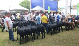 Alagoas vai receber mais de 700 ovinos na Nacional do Santa Inês durante a 73ª Expoagro