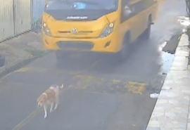 Cão é atropelado por ônibus escolar em Marechal Deodoro