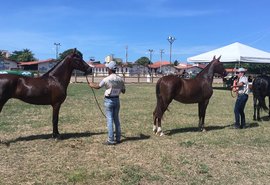 9ª Expoalagoas Genética integra pecuária do Nordeste