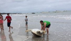 Tartaruga é encontrada em praia de Maragogi