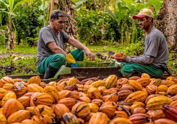Coopcacau promove III Encontro Estadual dos Produtores de Cacau em Matriz de Camaragibe