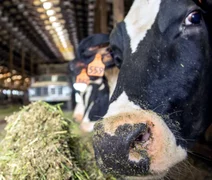 Cooperativa agropecuária estuda a diversificação de cinco novas culturas
