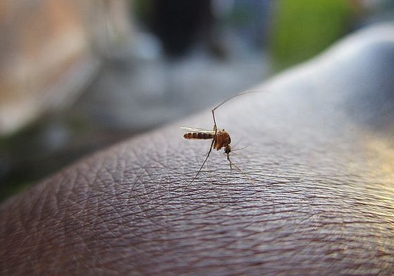 Casos de dengue aumentam em mais 50% em Alagoas já no primeiro trimestre do ano