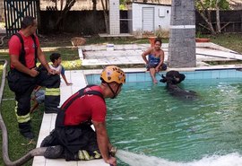 Bombeiros resgatam búfalo de meia tonelada que caiu em piscina de sítio
