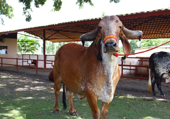 Animais do 4º Genética de Berço estão prontos para atender pecuária leiteira