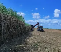 Mais de 17 mi de tolenadas de cana foram processadas em AL, diz boletim
