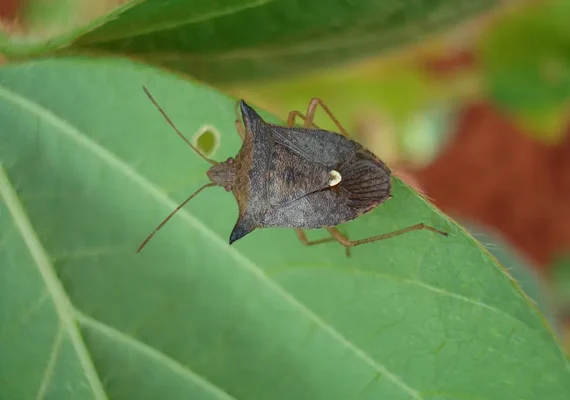 As pragas que 'somem' no inverno e voltam com força em dezembro