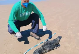 Lobo-marinho encontrado morto no litoral de Alagoas teve broncopneumonia severa