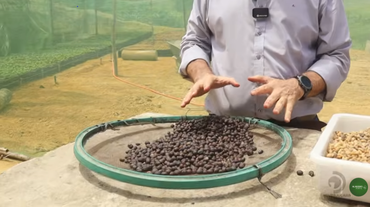 Produtores rurais investem na cafeicultura em União dos Palmares