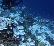 Estudo revela que 80% dos corais do mundo sofreram branqueamento