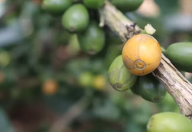 Matéria do Alagoas Rural sobre café em União passa de 27 mil views