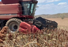 Plantio de sorgo vira aposta no sertão de AL