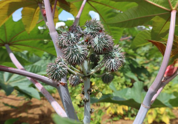 Mamona volta a ganhar espaço no agro com demanda industrial em alta