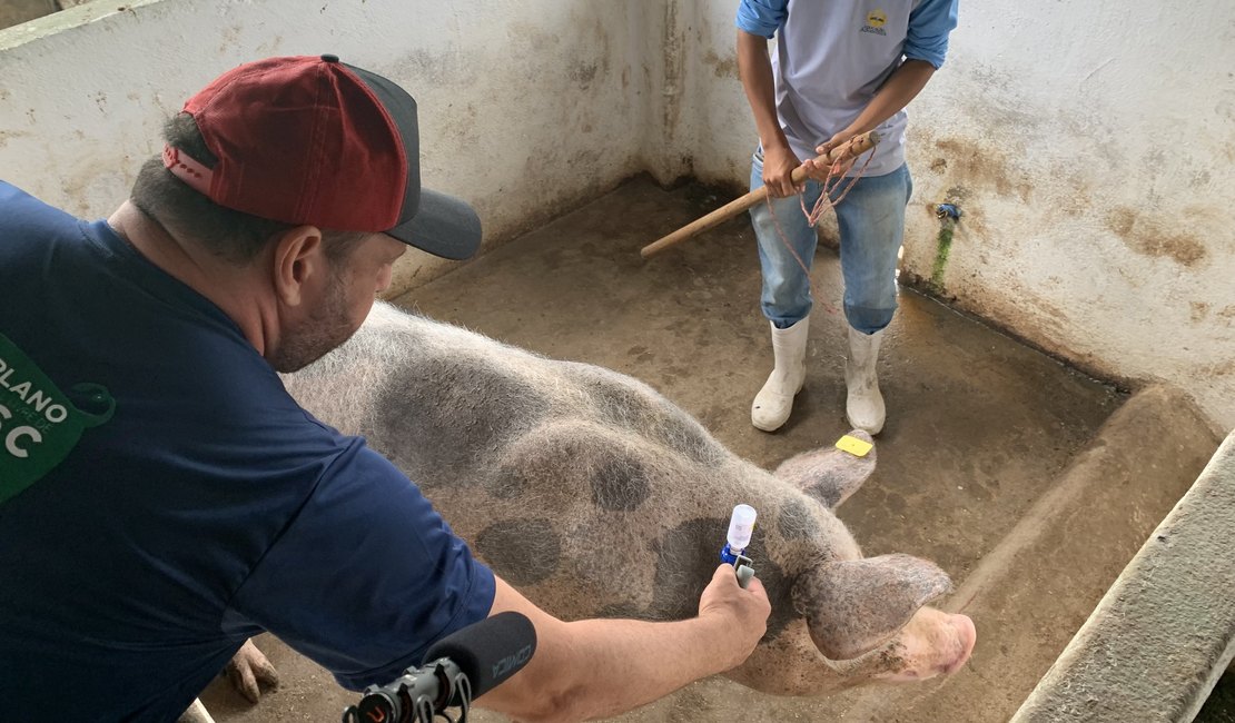 CNA defende ações estruturantes para erradicação da Peste Suína Clássica