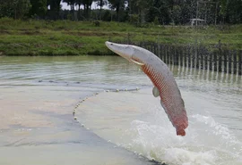 Ibama classifica pirarucu como espécie invasora fora da Amazônia