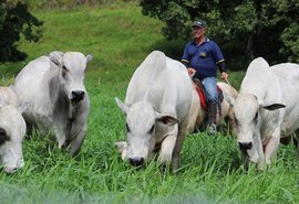 Leilão Mega Touros é investimento seguro e de retorno certo