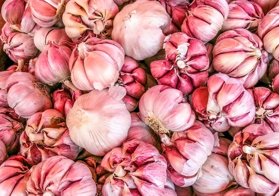 Alho estrangeiro ameaça produção nacional e preocupa setor