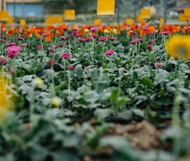 Aproveite para turistar em destinos que exalam o colorido e o cheiro das flores