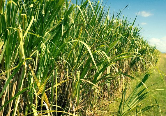 Safra de cana-de-açúcar em Alagoas entra na reta final com perspectiva de redução