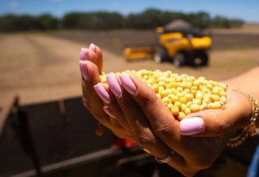 Preço da soja atinge maior valor em seis meses no mercado brasileiro