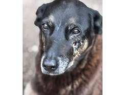 Caso Orelha: legislação impede internação de adolescente por violência contra animal; entenda