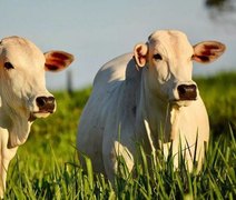 VÍDEO: saiba o que é inseminação artificial em tempo fixo em bovinos; processo também é feito em Alagoas
