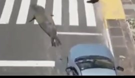 Elefante-marinho surpreende banhistas e turistas ao se abrigar do sol em praia do litoral brasileiro