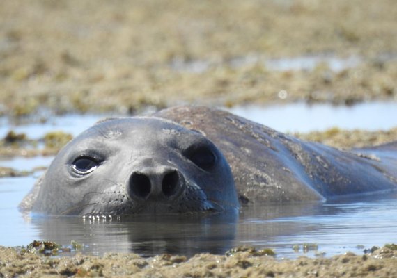 Exame de necropsia confirma que Leôncio foi morto por humanos em AL