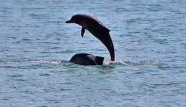 Golfinhos dão “show” e encantam turistas no Porto de Maceió