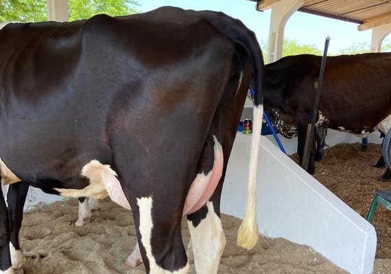 40ª Expo Bacia Leiteira deve reunir 10 mil pessoas no Parque Mair Amaral, em Batalha