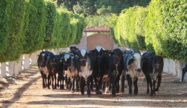 Leilão Genética de Berço assegura bovino adaptável ao Nordeste