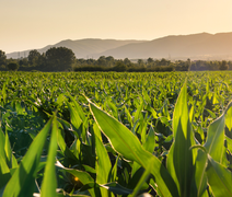 Valor da Produção Agropecuária de 2023 é estimado em R$ 1,148 trilhão