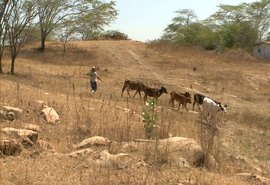 Agricultores familiares do Sertão vivem a “seca do chão rachado”