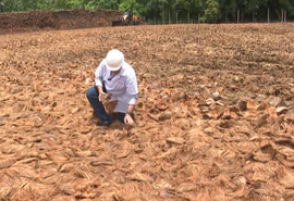Vídeo do Alagoas Rural sobre uso da fibra de coco ganha destaque no Instagram