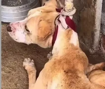 Cão é encontrado sem água, sem alimento e preso por corda em Marechal