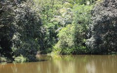 Já foram reflorestadas 8.847 hectares de mata nativa na região canavieira do Estado.