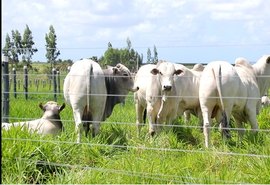 Leilão Reprodutores do Futuro oferta touros avaliados geneticamente