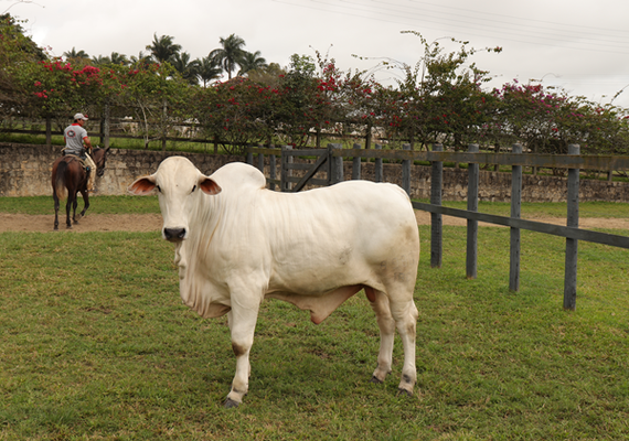 Bezerros Deca 1 estão entre os produtos Nelore Barros Correia 2019