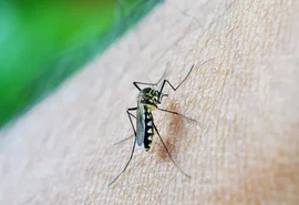 Alagoas deve ultrapassar 10 mil casos de dengue durante o ano de 2026