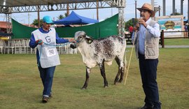 Girolando é a raça bovina com maior participação na pista da 72ª Expoagro Alagoas