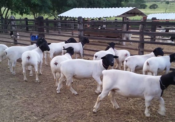 Expoalagoas Genética 2019 é lançada no Parque da Pecuária