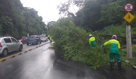 Árvore cai na Av. Leste-Oeste, interdita via e trânsito de Maceió para na manhã desta sexta