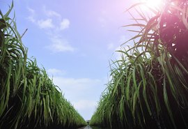 Chuva pode ampliar quantidade de cana beneficiada na safra 21/22