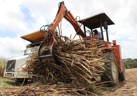 Coruripe e Santo Antônio já moeram mais de um milhão de ton de cana
