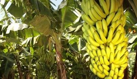 Emater realiza dia de campo para discutir o cultivo da banana na Zona da Mata