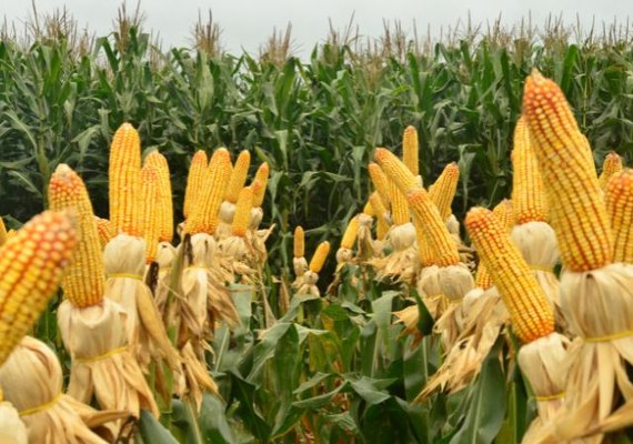 Federação da Agricultura de Sergipe lamenta mudanças do Proagro que inviabilizam produção no estado