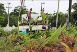 Dia de Campo: Unicafes-AL vai apresentar integração entre a lavoura do coco e a citricultura